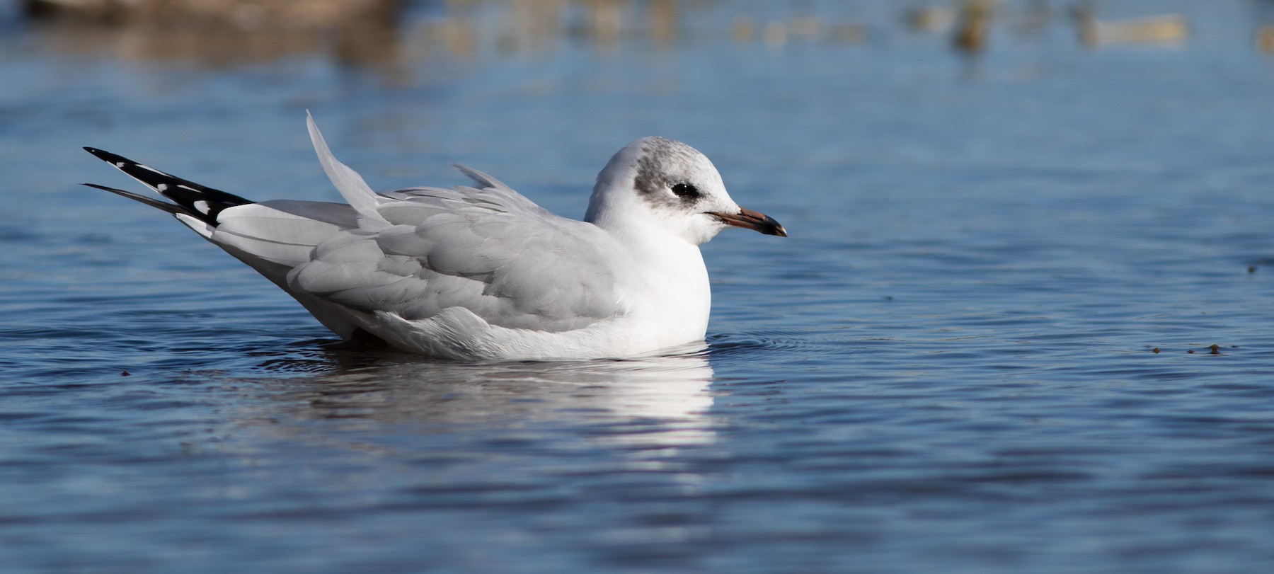 Hybride Mouette Rieuse X Goeland A Bec Cercle Ebird