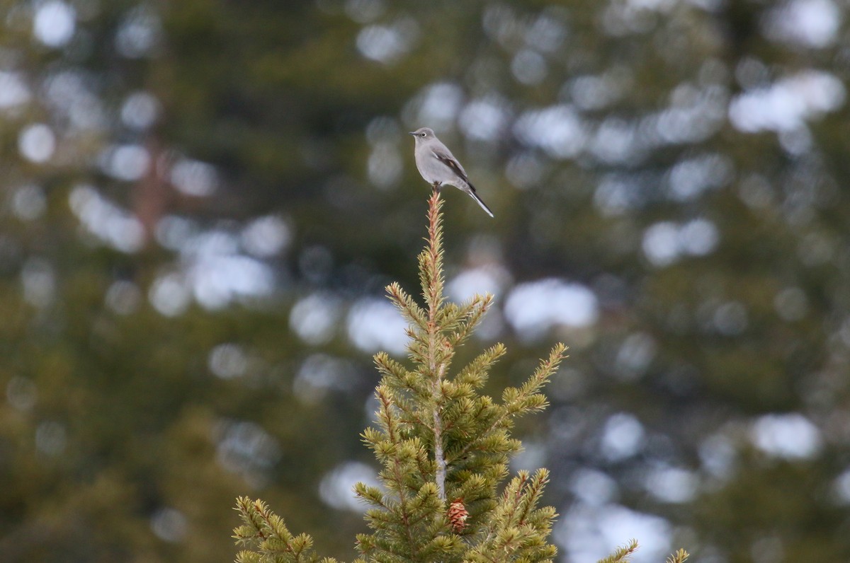 Townsend's Solitaire - ML209161701