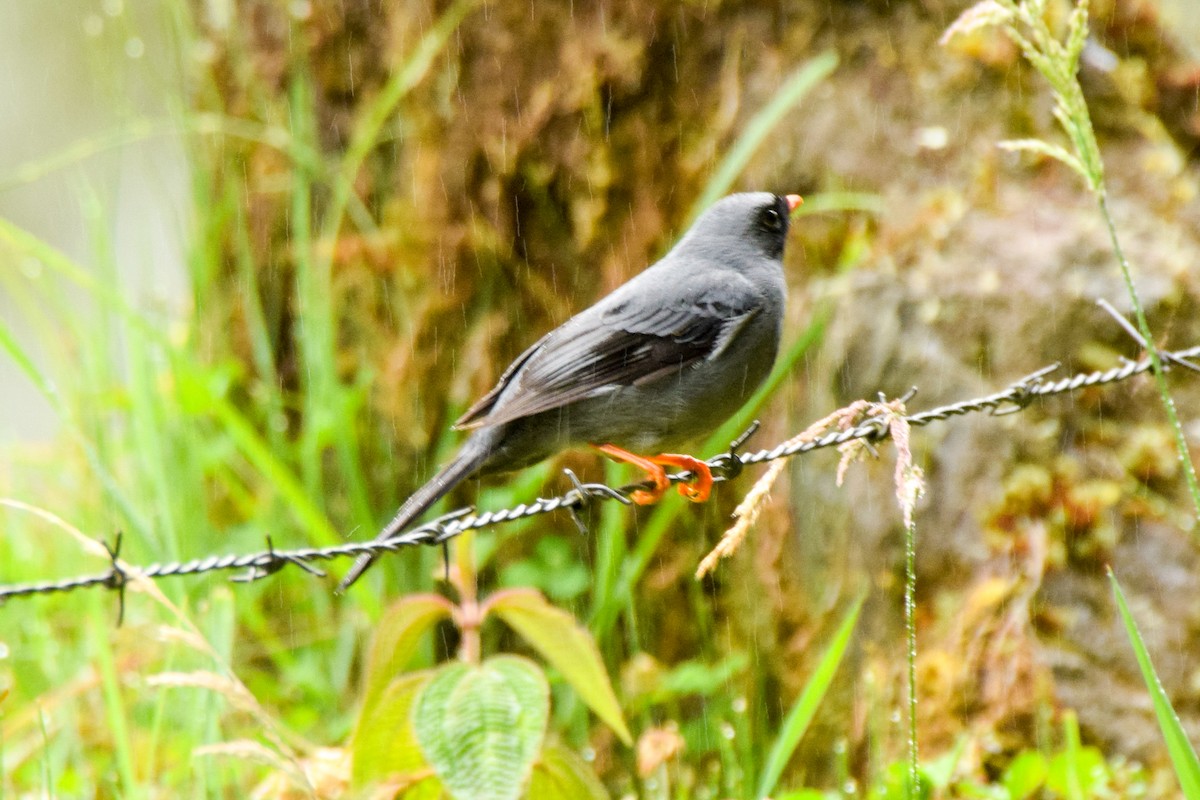Black-faced Solitaire - ML209163291