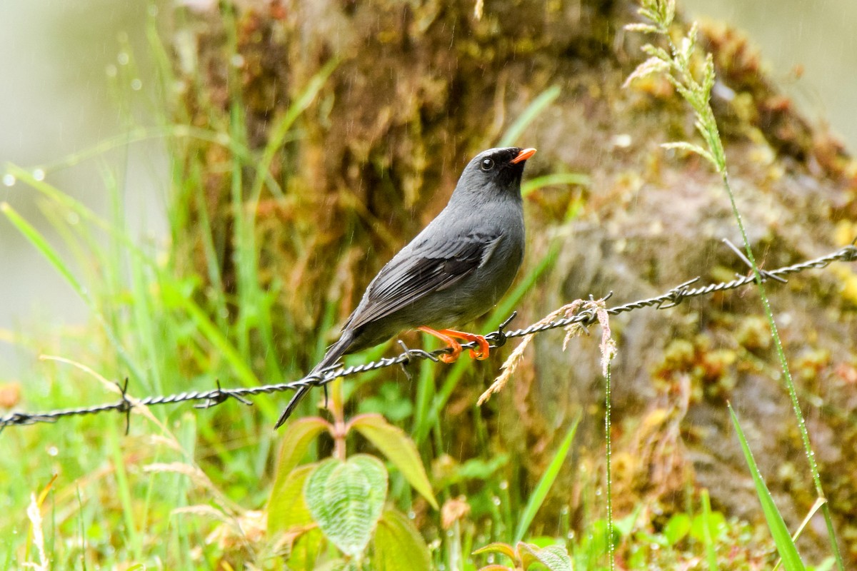 Black-faced Solitaire - ML209163341