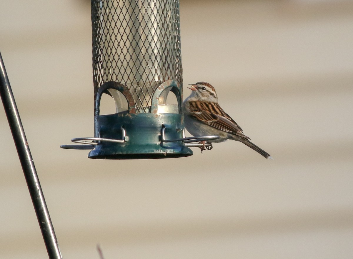 Chipping Sparrow - ML209163681