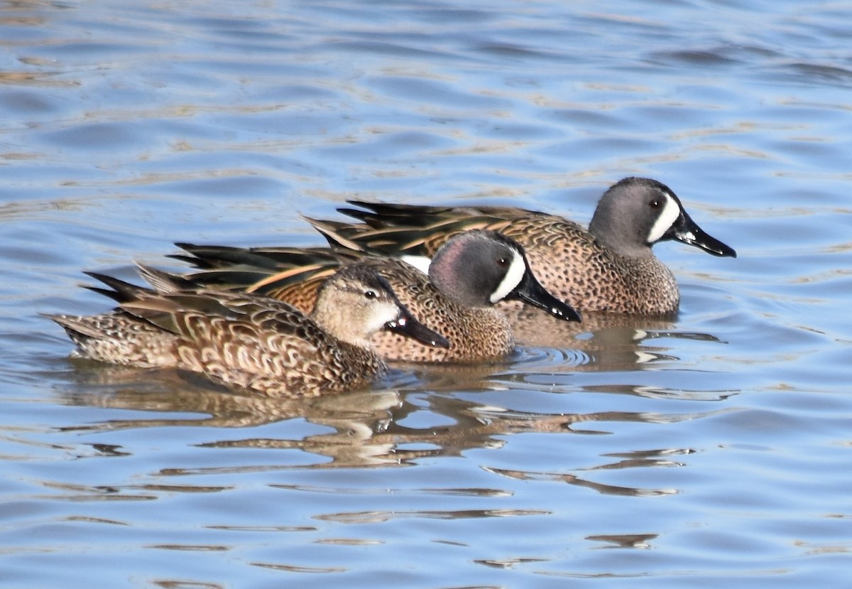 Blue-winged Teal - ML209165171