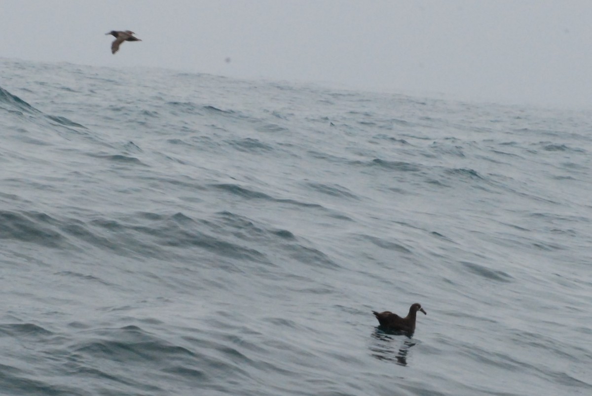 Black-footed Albatross - ML209167081