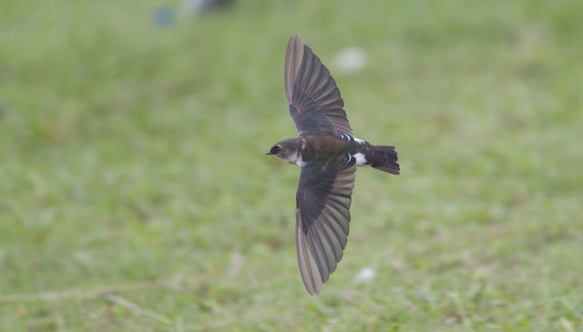 Violet-green Swallow