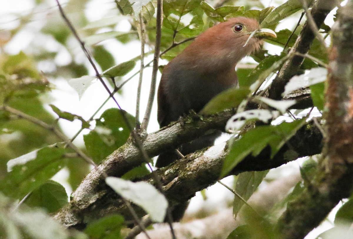 Squirrel Cuckoo - Anonymous