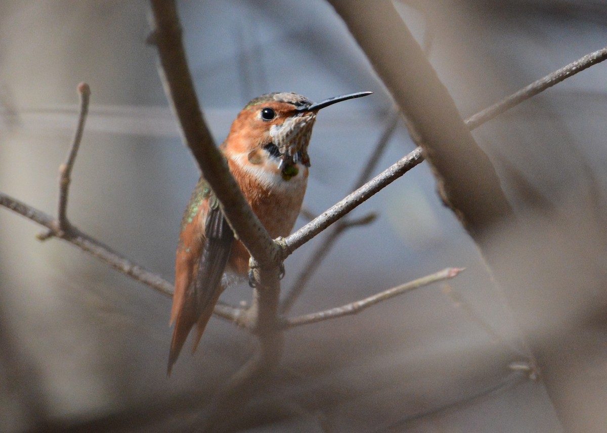 Allen's Hummingbird - Patrick Maurice
