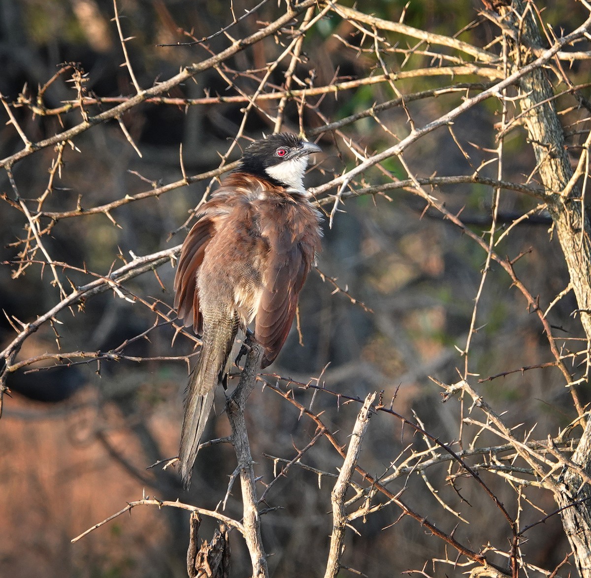 White-browed Coucal (Burchell's) - Debbie Hilaire