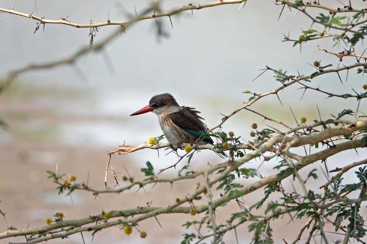 Brown-hooded Kingfisher - Debbie Hilaire