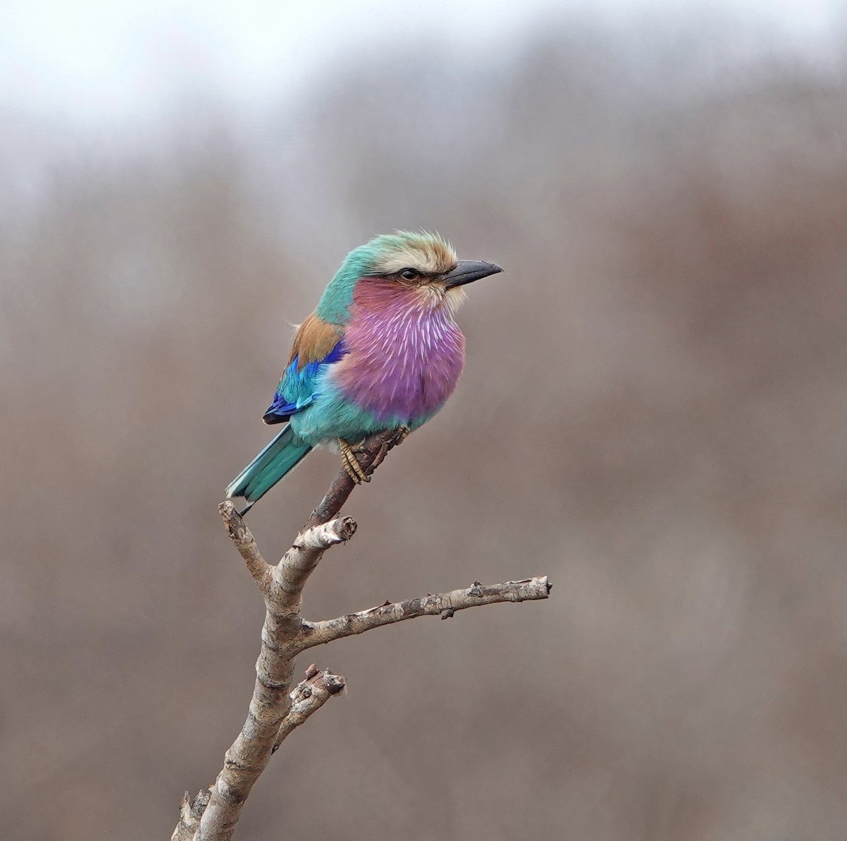 Lilac-breasted Roller - Debbie Hilaire