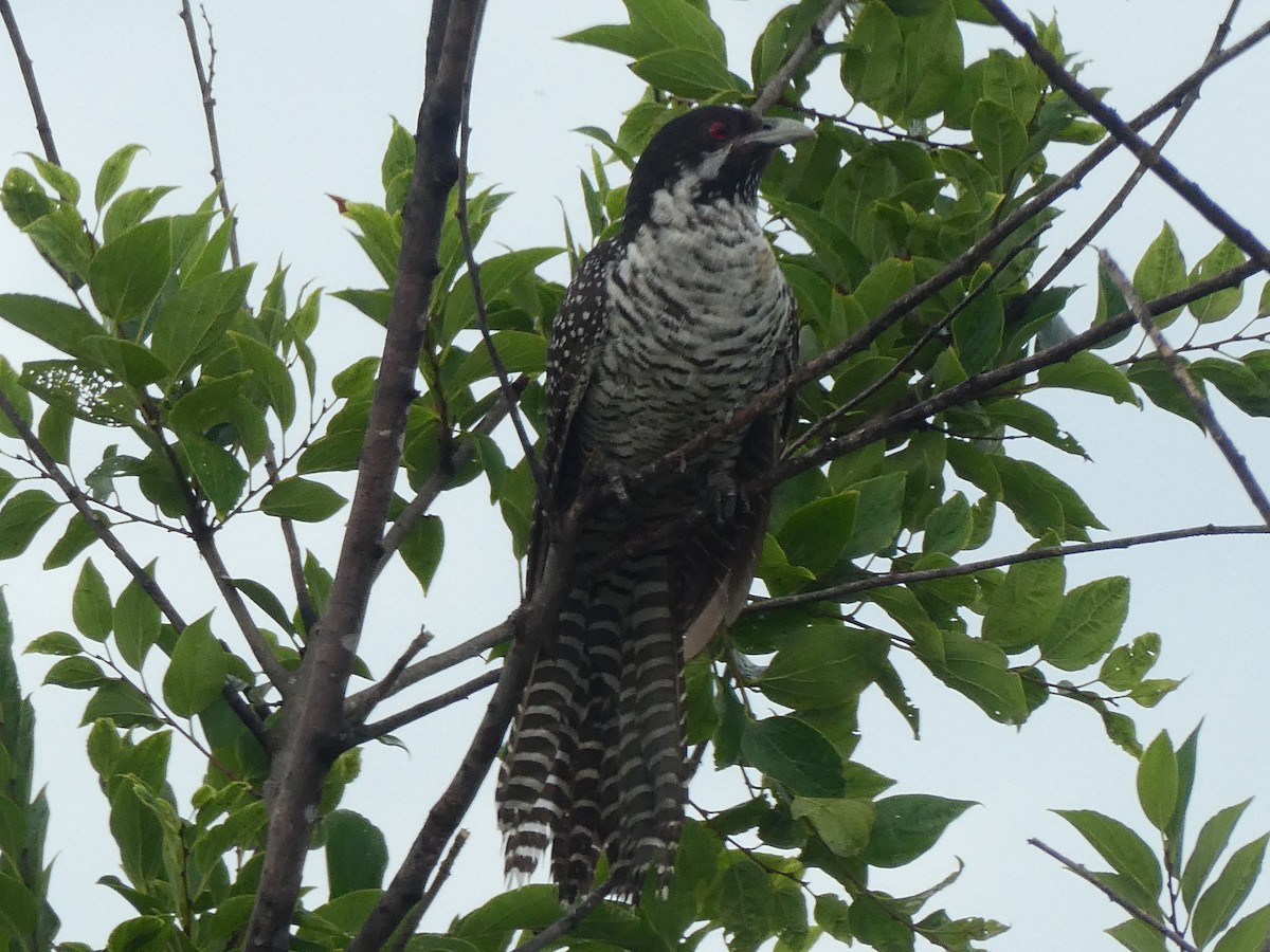Pacific Koel - Oliver Mitchell