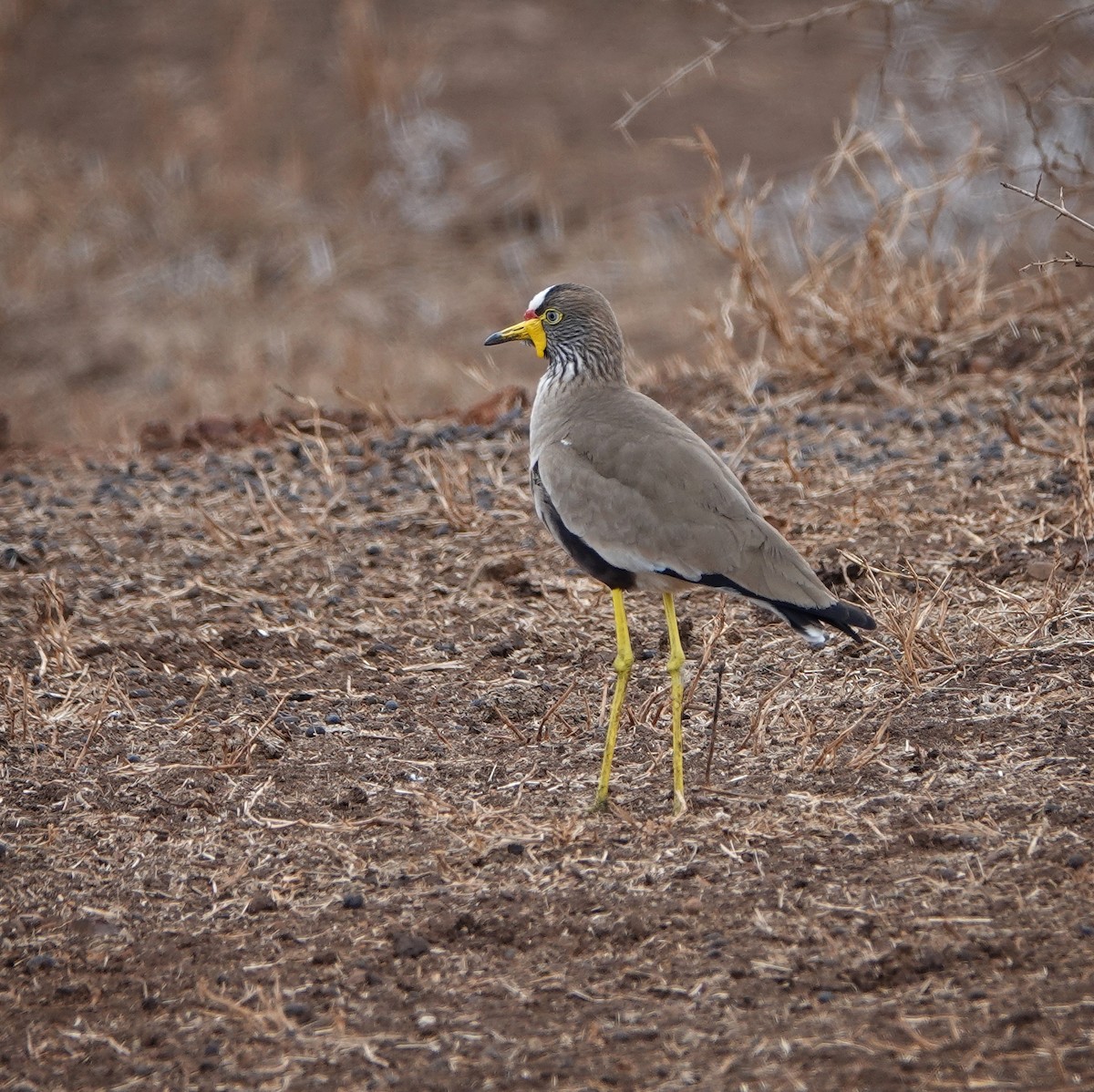 Wattled Lapwing - Debbie Hilaire