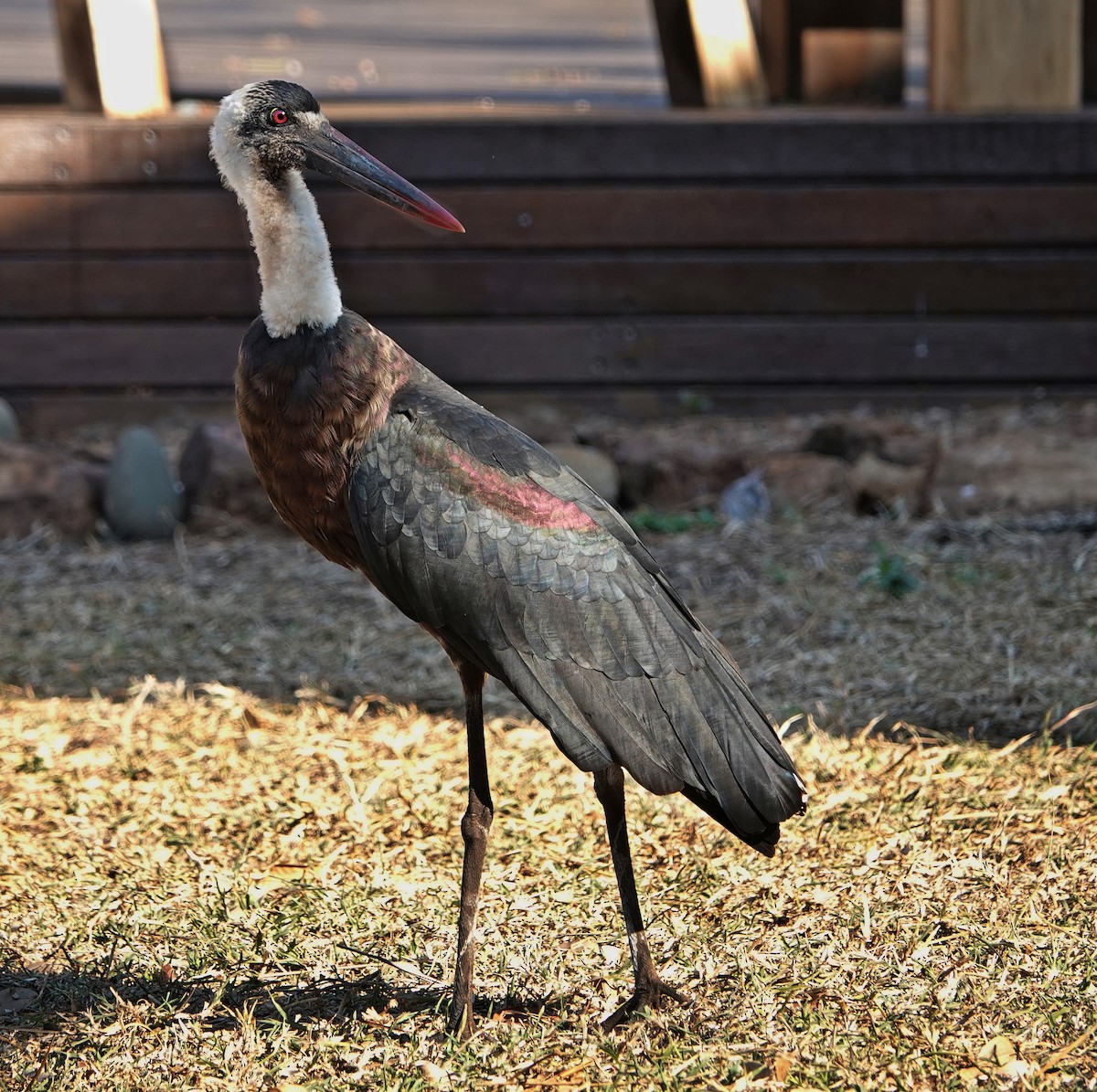 African Woolly-necked Stork - Debbie Hilaire