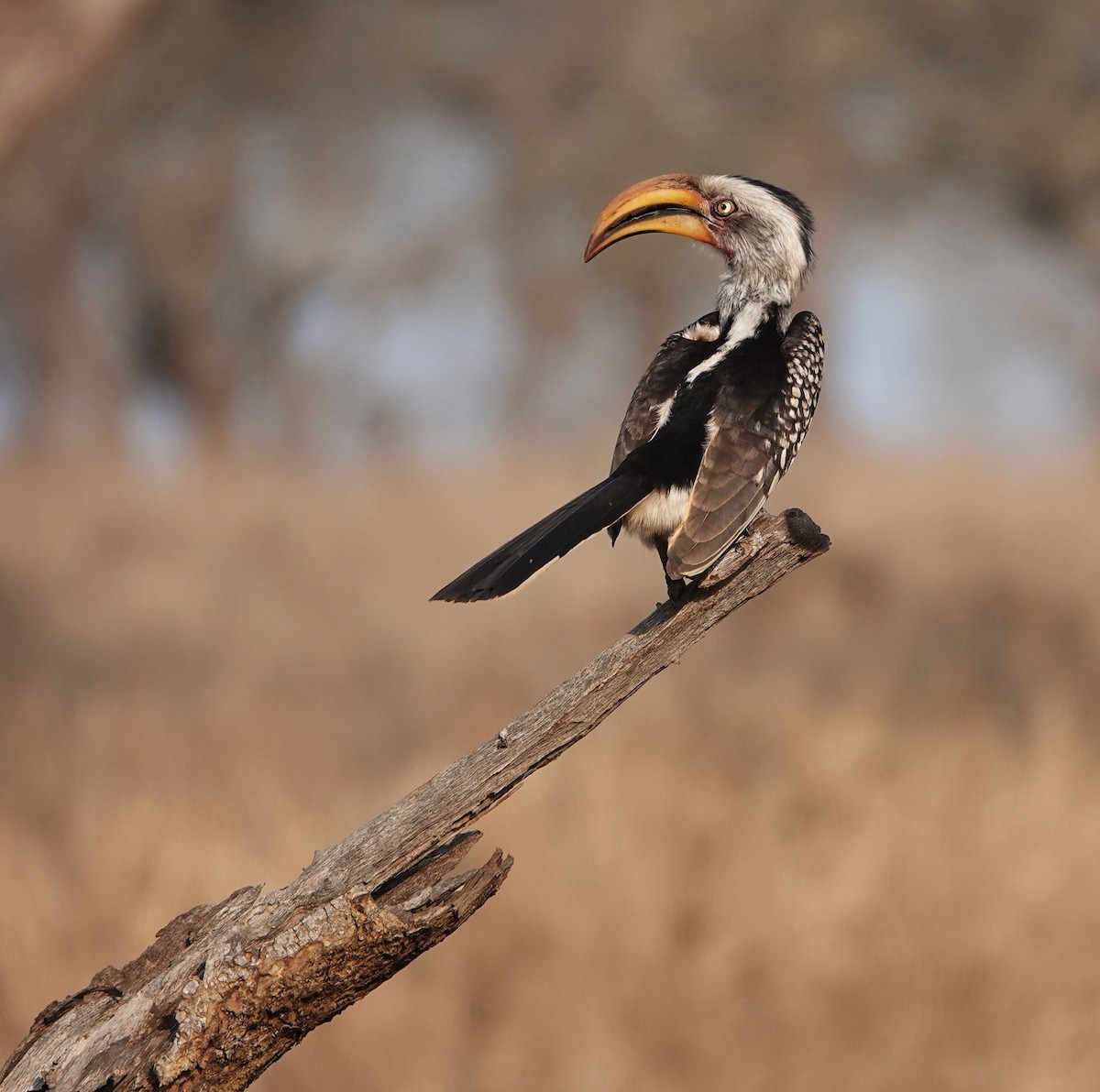 Southern Yellow-billed Hornbill - Debbie Hilaire