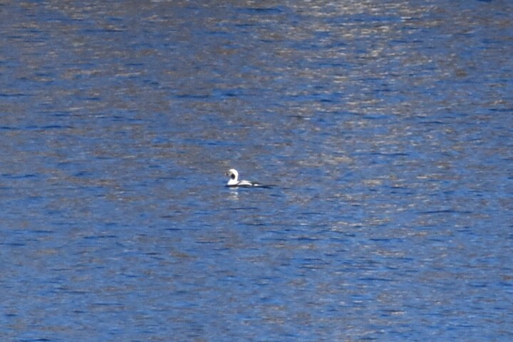 Long-tailed Duck - ML209177461