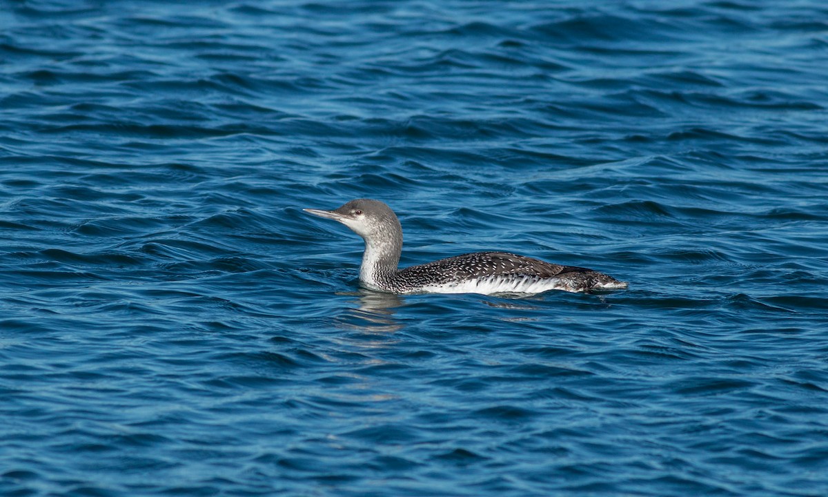 Red-throated Loon - ML209179141