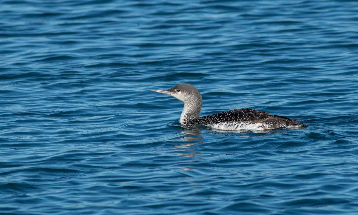 Red-throated Loon - ML209179151