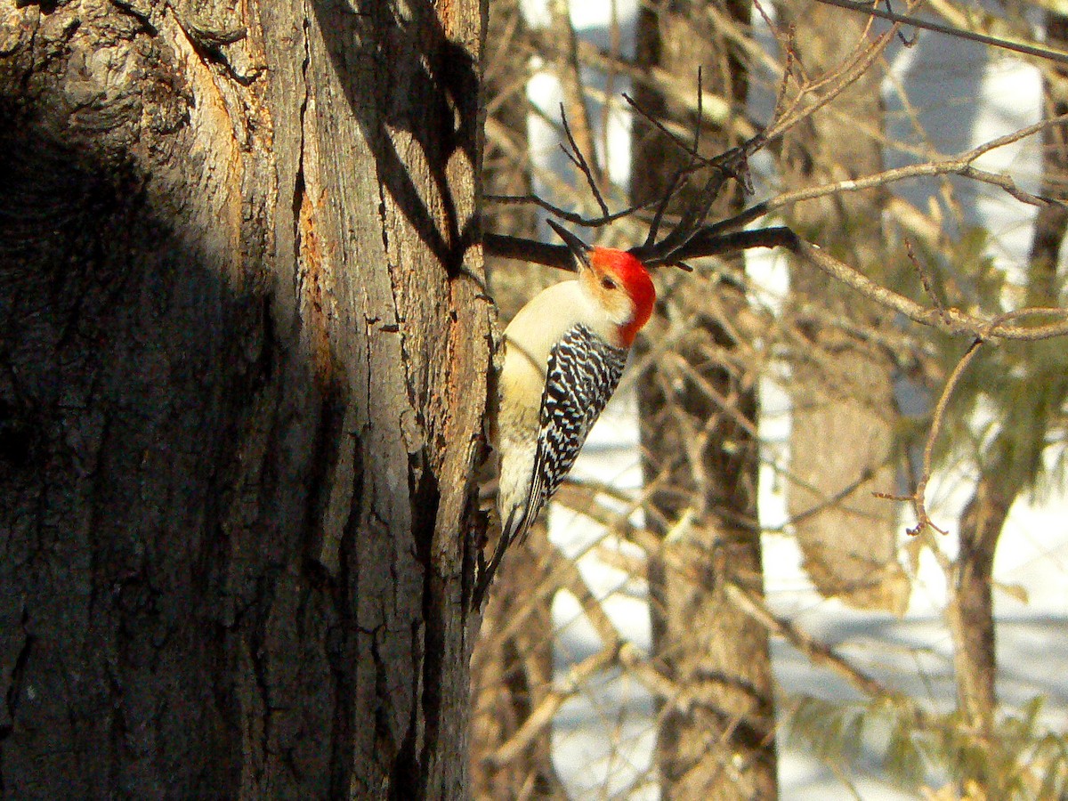 Red-bellied Woodpecker - Sean Smith