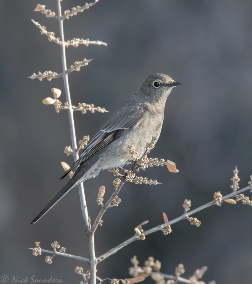 Townsend's Solitaire - Nick Saunders