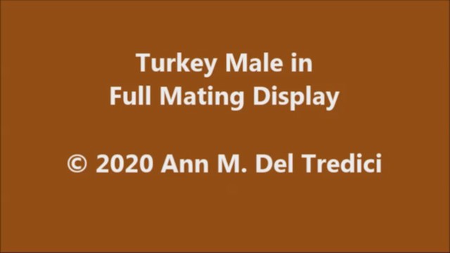 Wild Turkey - ML209183791