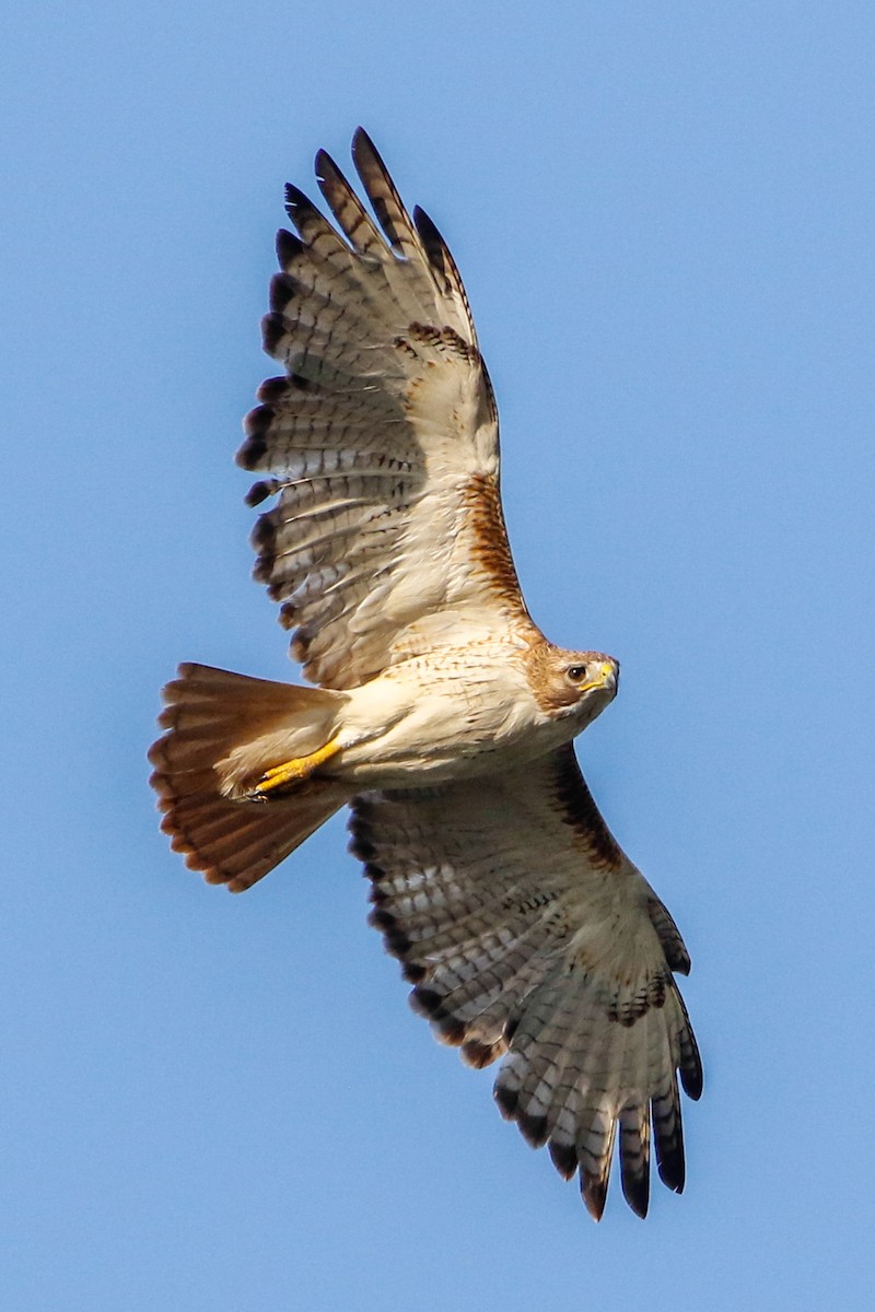 Red-tailed Hawk (fuertesi) - Byron Stone