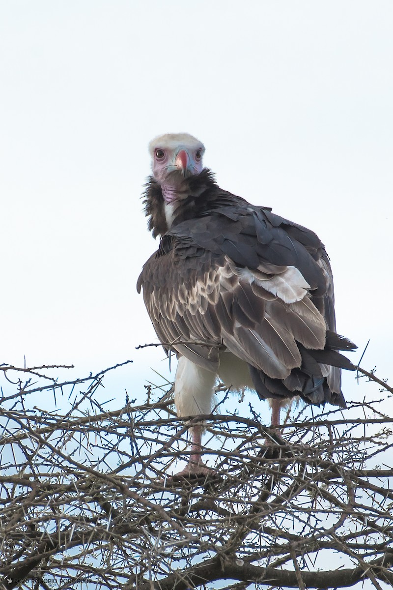 White-headed Vulture - Rogério Rodrigues