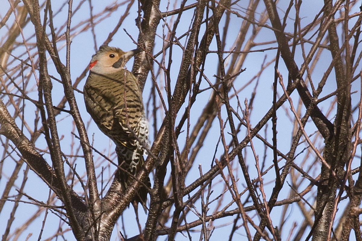 Northern Flicker (Yellow-shafted) - ML209190471