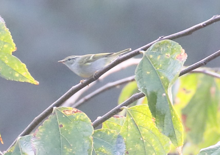 Yellow-browed Warbler - ML209190961