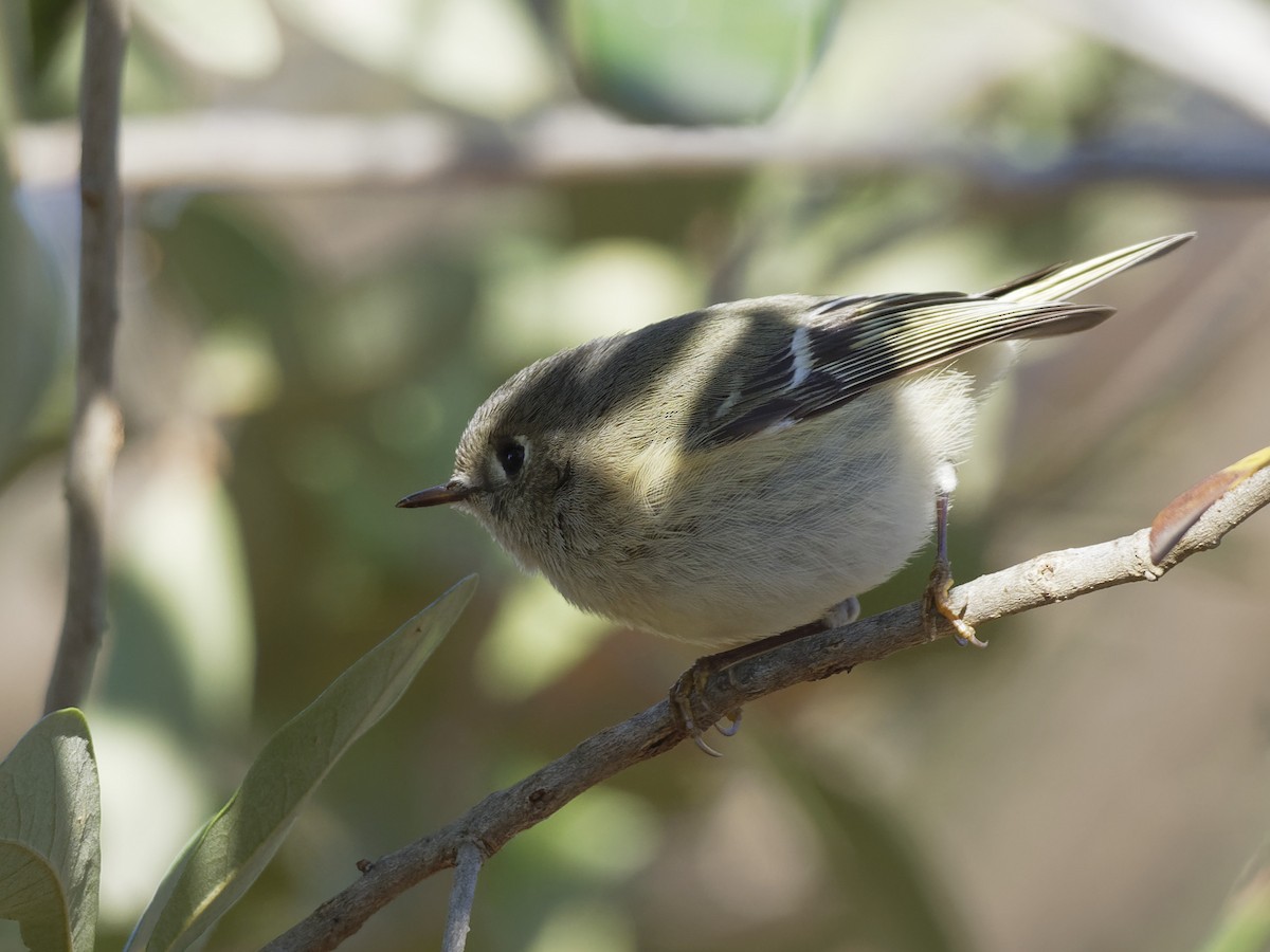 Ruby-crowned Kinglet - Dina Perry