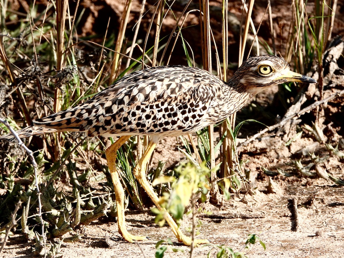 Spotted Thick-knee - Mark S. Garland