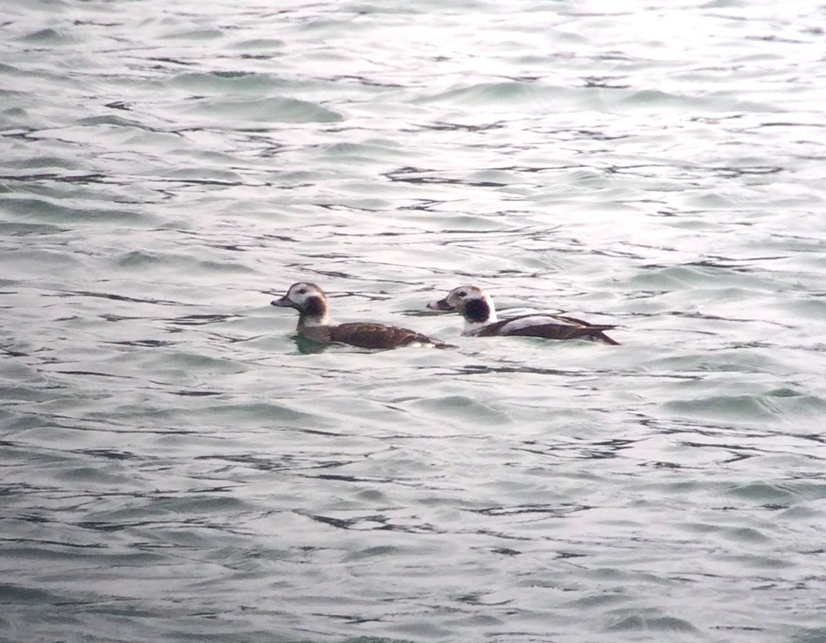 Long-tailed Duck - ML209200241