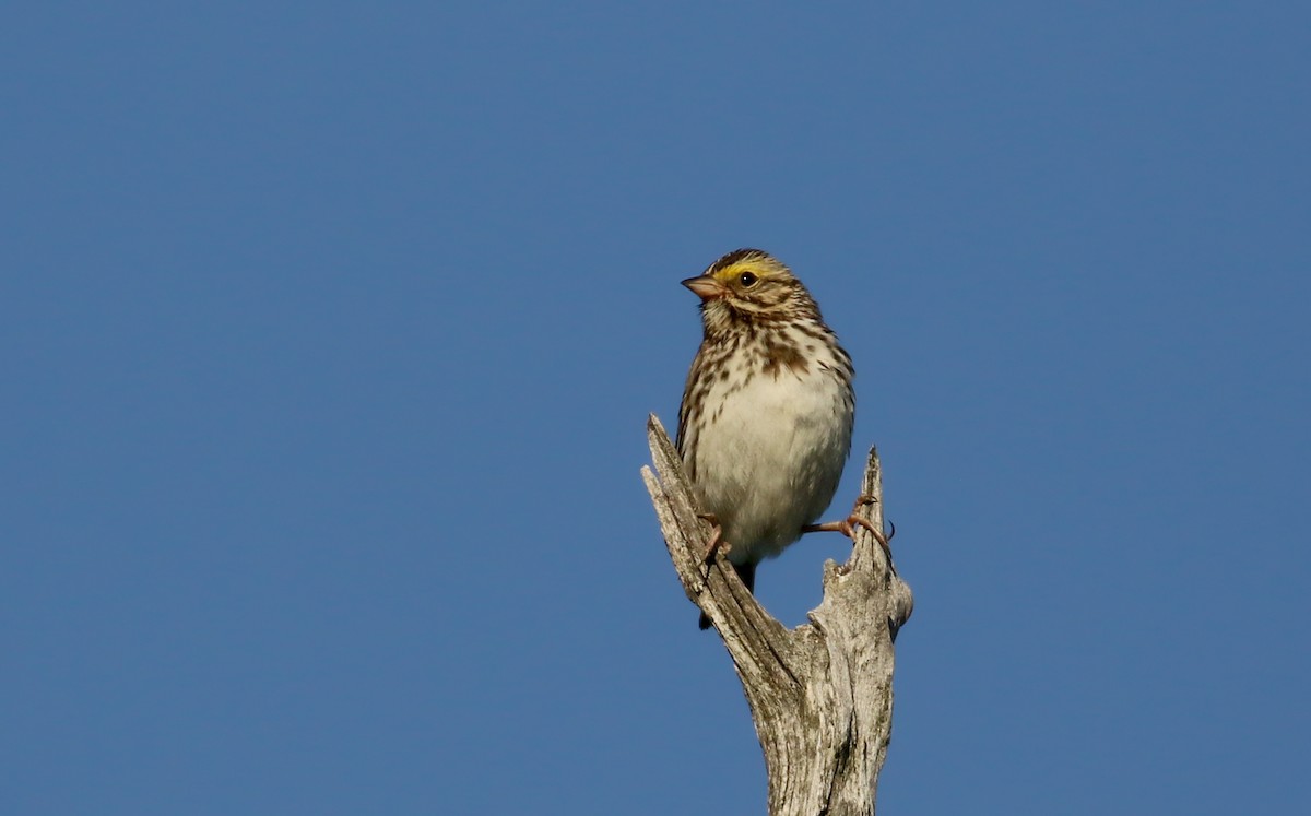 Savannah Sparrow (Savannah) - ML209206391