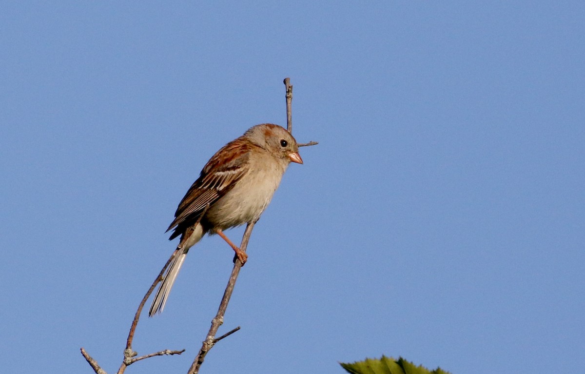 Field Sparrow - ML209206431