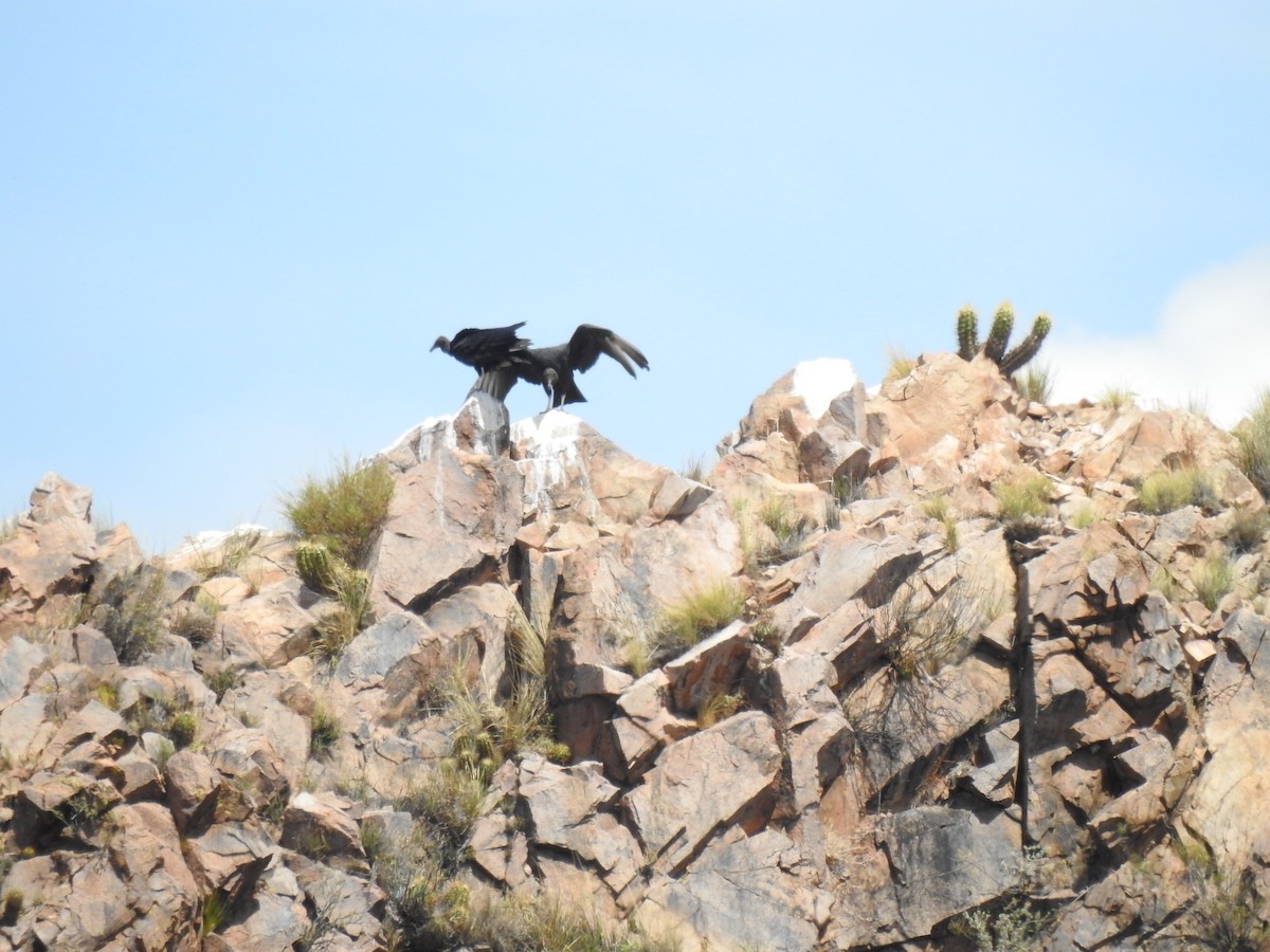 Black Vulture - Mario Casadei