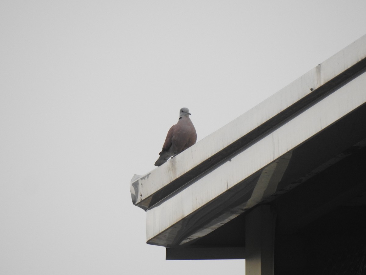 Red Collared-Dove - ML209211091