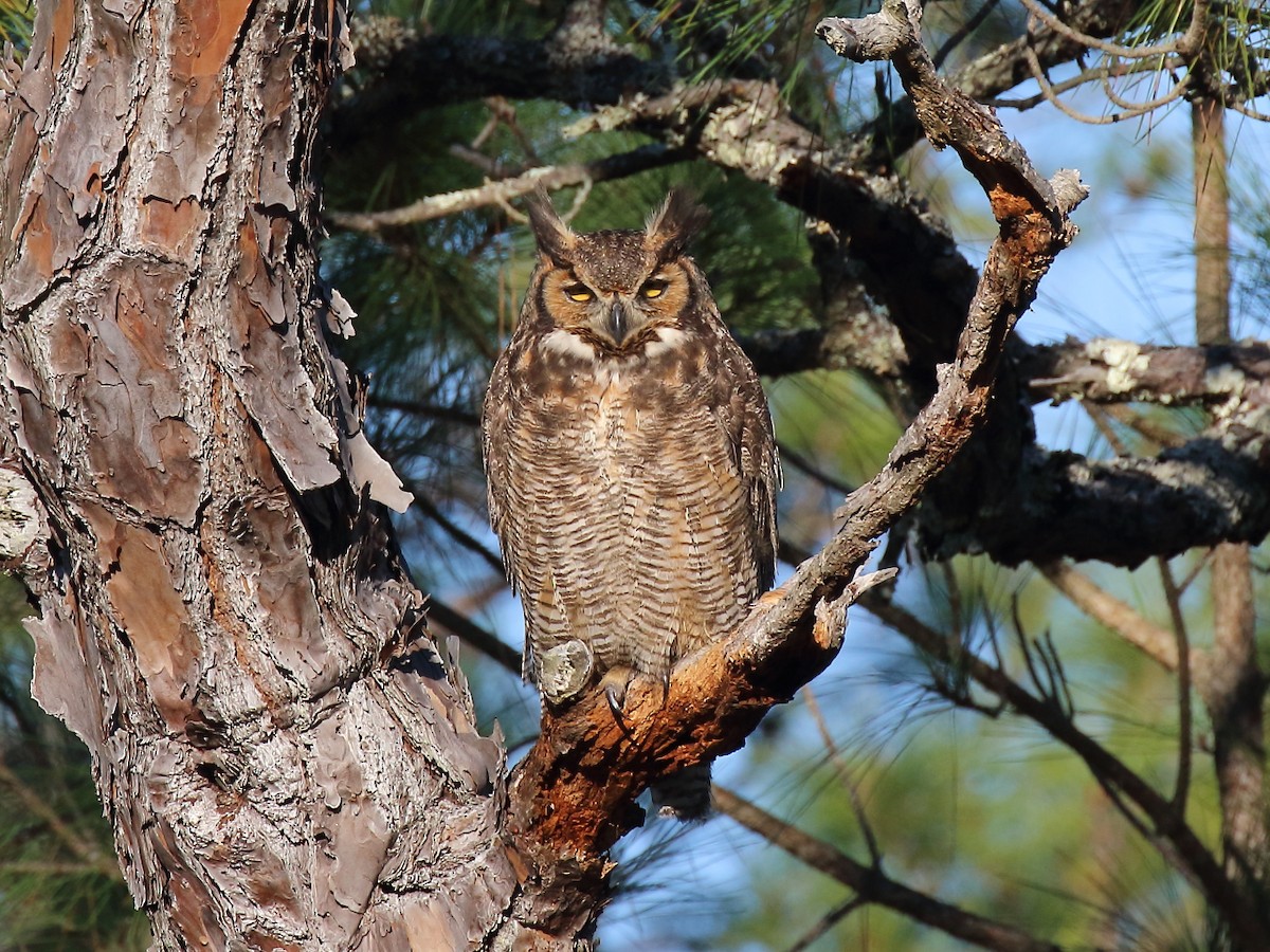 Great Horned Owl - ML209211661