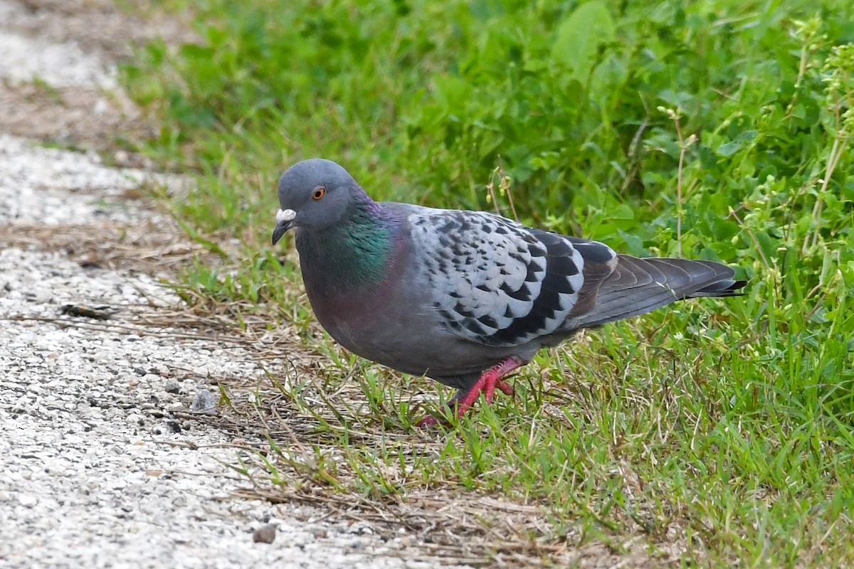 Rock Pigeon (Feral Pigeon) - Lila Theis