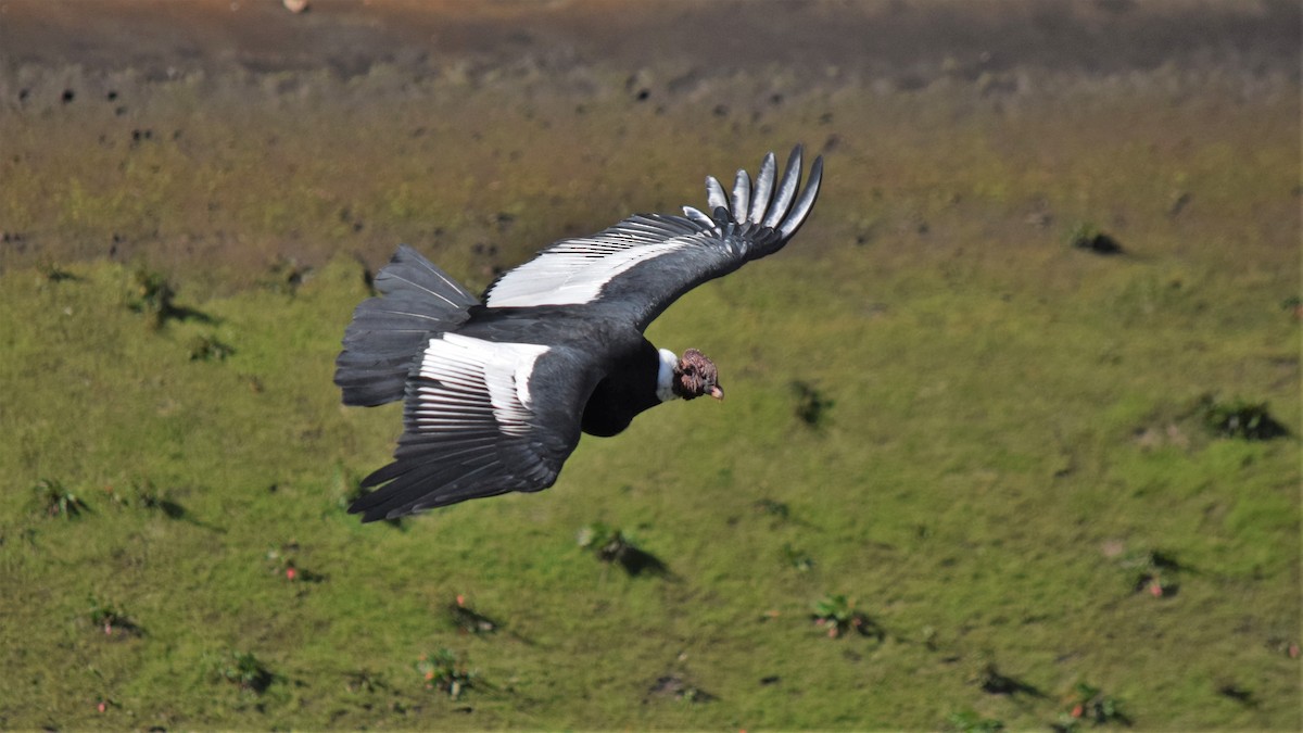 Andean Condor - ML209214741