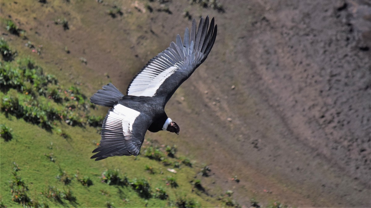 Andean Condor - ML209214781