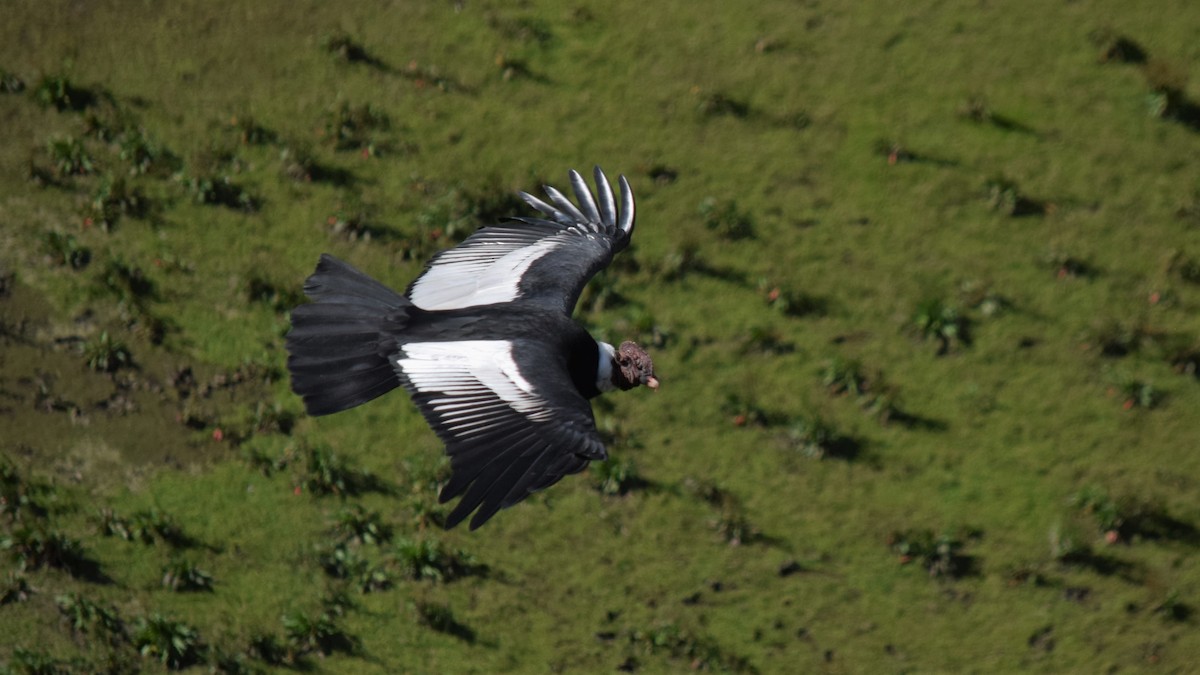 Andean Condor - ML209214801