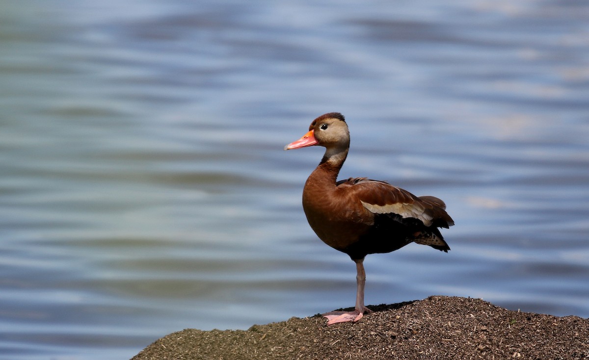 Black-bellied Whistling-Duck (fulgens) - ML209215861