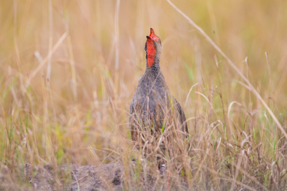 Red-necked Spurfowl - ML209216241