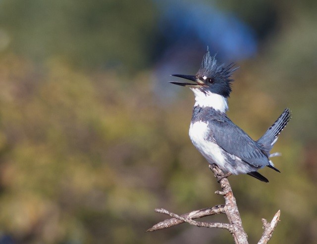 Belted Kingfisher - Anonymous
