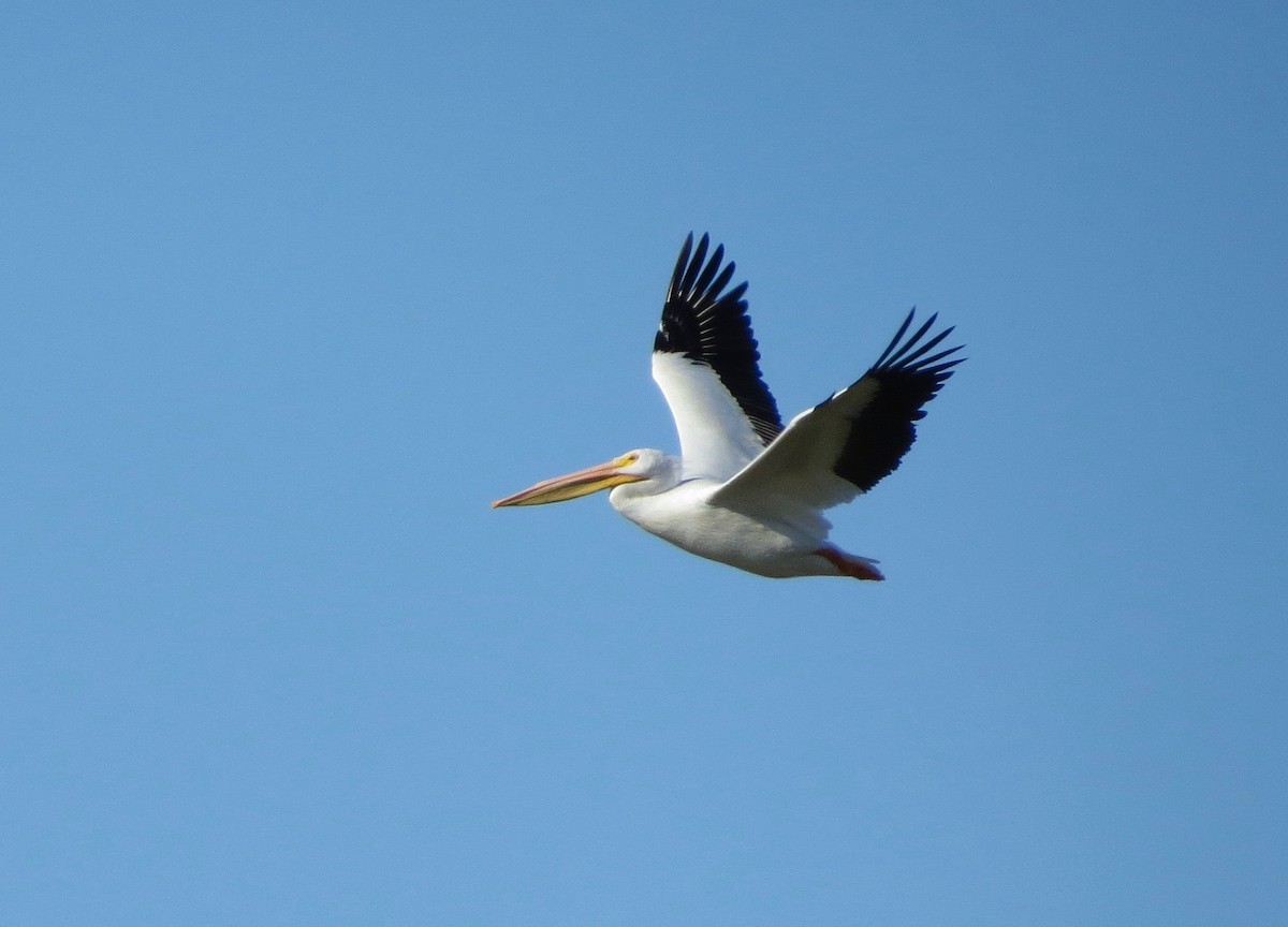 American White Pelican - Kathy Duret