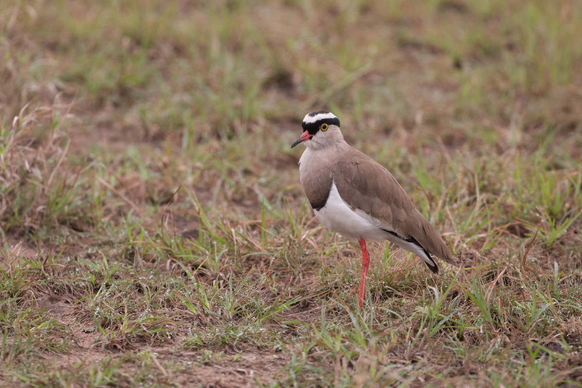 Crowned Lapwing - ML209217551