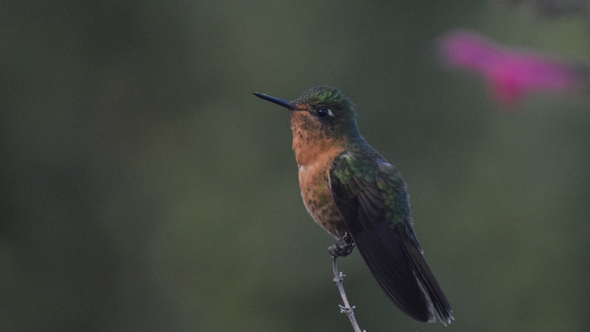 kolibřík dřišťálový - ML209218121