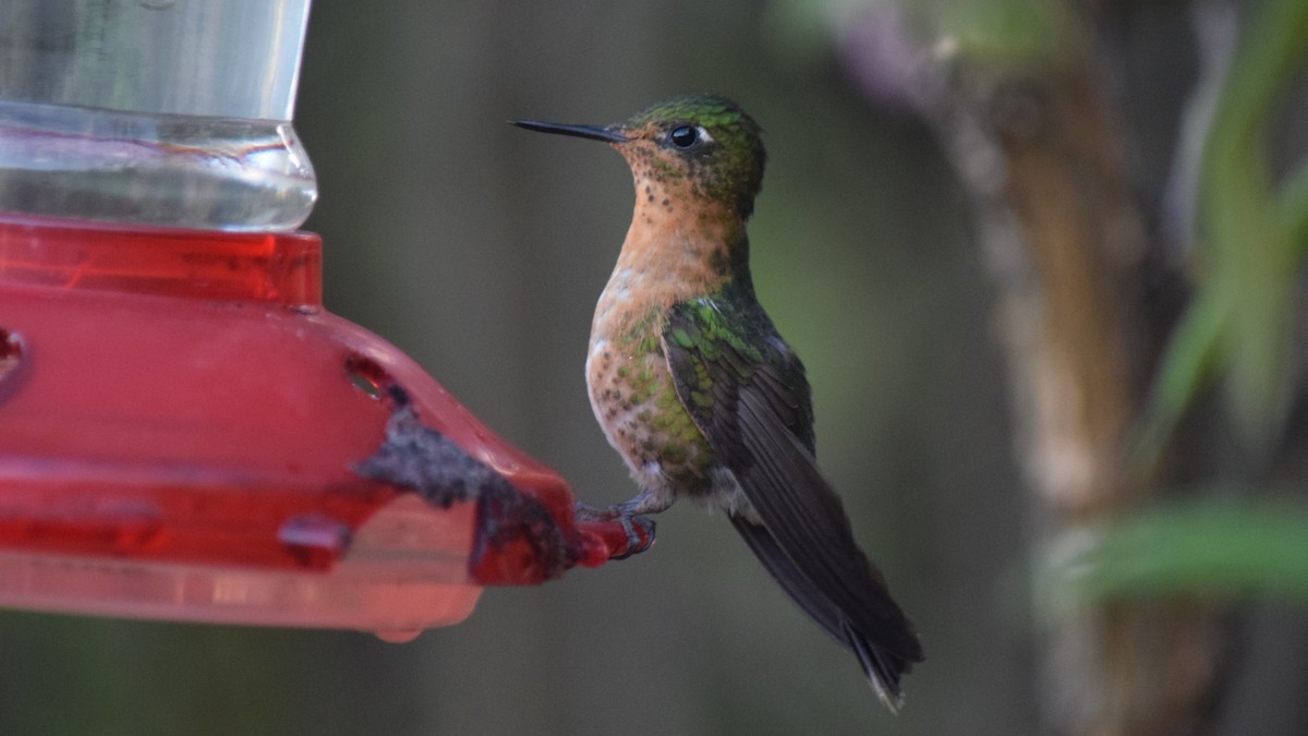 kolibřík dřišťálový - ML209218141