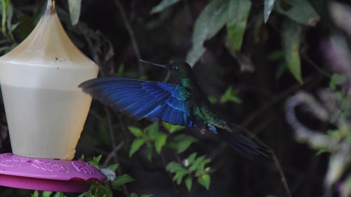 kolibřík modrokřídlý - ML209218191