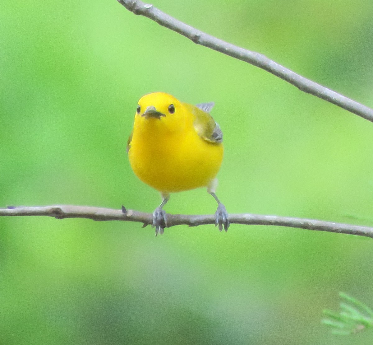 Prothonotary Warbler - Rosemary Seidler