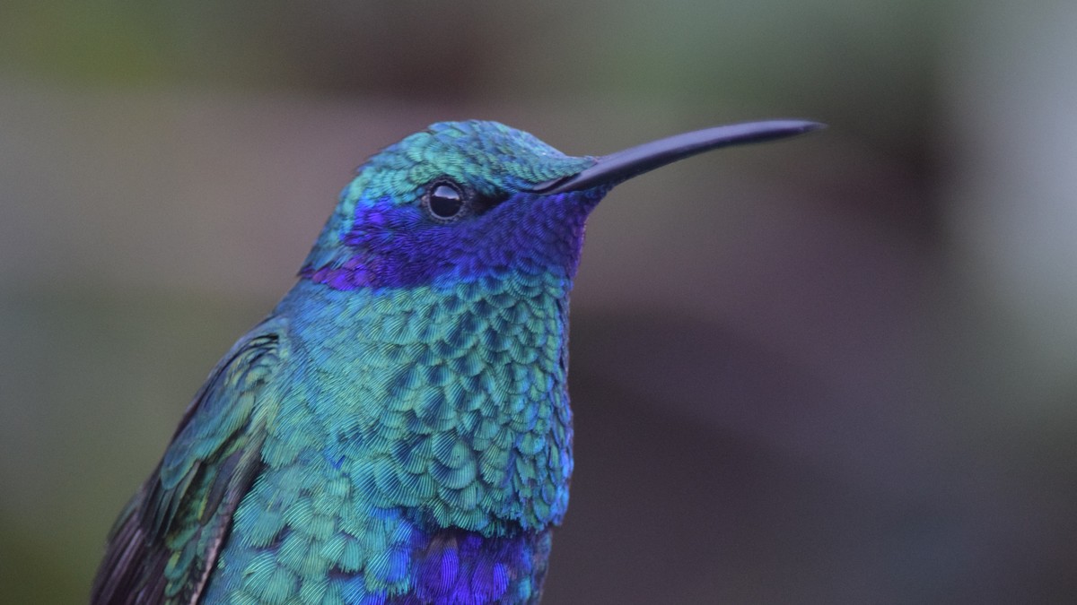 kolibřík modrolící - ML209218261