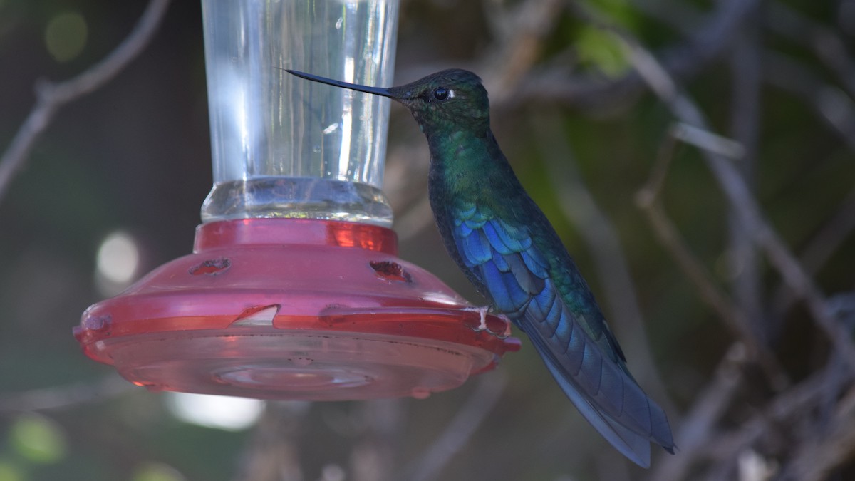 kolibřík modrokřídlý - ML209218611